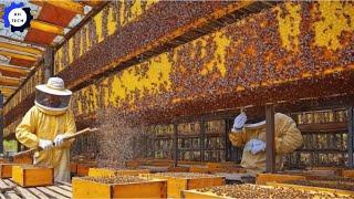 Bee Farming - How US Farmers Harvest & Produce Millions of Tons of Honey | Agriculture Technology