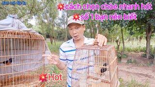 Cách Chọn Chòe Nhanh Hót Số 1 | Bạn Nên Biết | đam mê độc lạ