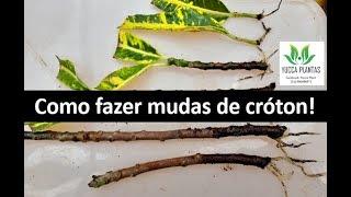 COMO FAZER MUDAS DE CRÓTON #resultado #aprendaafazerestaquia #mudascomfolhasegalhosdecróton