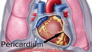 Tutor Video: Location and Covering of the Human Heart