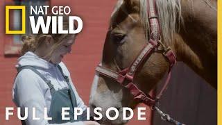 A Moo State of Mind (Full Episode) | Heartland Docs, DVM