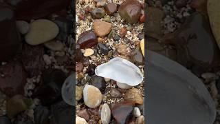 Clear sea glass. #beach #clear #SeaGlass