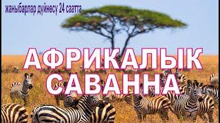 Жаныбарлар  дуйносу.  Жаныбарлар дүйнөсү 24 саатта. Африкалык саванна.