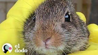 Mujer salva a un conejito de su piscina | El Dodo