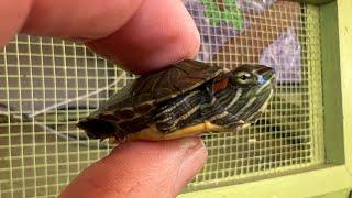 From Tiny Turtles to Big Tortoises TortoiseLand’s got it all ️