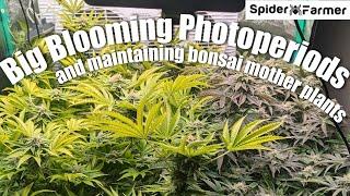 How I Grow Photoperiods -3- Bloom - Defoliation and Supercropping - Spiderfarmer SE3000+Supplemental