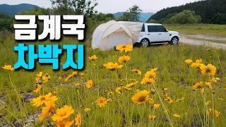 차박러 필수코스! 남한강 금계국 차박 시즌 오픈, 6월중순까지 절정, 디스커버리4 차박 캠핑, car camping