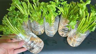 Magical way to Grow Coriander In just 3 Days  How to grow Coriander at home  Cilantro grow at home