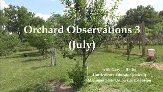 Orchard Observations 3