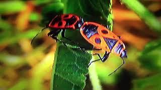 БИОСФЕРА: 89. Клоп Солдатик (Pyrrhocoris apterus)