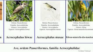 Ave, ordem Passeriformes, família Acrocephalidae acrocephalus birds rama australis familiaris