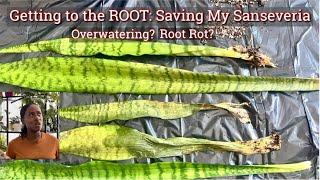 Overwatering? Root Rot? Saving My Snakeplant // JerseyWifeJerseyLife