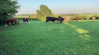 Public footpath. Cows or Bullocks?