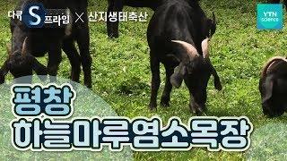 스트레스 없이 산지를 뛰노는 건강한 염소들, 동물복지 실현 [평창 하늘마루염소목장] 산지생태축산 / YTN 사이언스