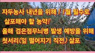 자두농사 내년을 위해 11월 필수로 살포해야 할 농약?자두 내년도 검은점무늬병, 깍지벌레 발생 예방을 위해 첫서리(잎 떨어지기 직전) 살포(농사의신)