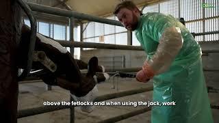 Managing a difficult calving