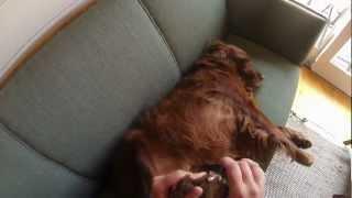 How to Trim the Nails of an Irish Setter