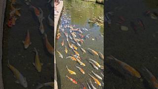 Underwater Beauty: Colorful Fish in a Tranquil Pond #aquarium #love #fish #india #peace #colorful