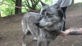 wolf watch uk