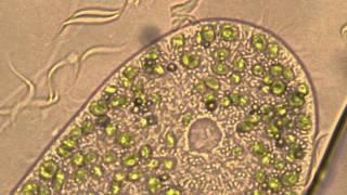 Paramecium bursaria: Contractile Vacuoles etc.