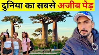 The world's thickest and tallest trees!  | दुनिया के अजीबोग़रीब पेड़ | Baobab Tree Madagascar