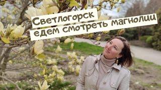 Светлогорск. Едем смотреть магнолии.