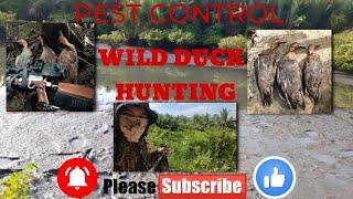 #pestcontrol (EP7) WILD DUCK HUNTING