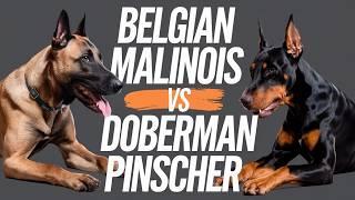 "Belgian Malinois vs Doberman Pinscher: The Ultimate Guard Dog Showdown | Petsinfomania