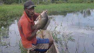 Only found in Papua. fish arrows use bamboo