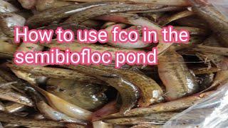 how to use fco in the semibiofloc pond