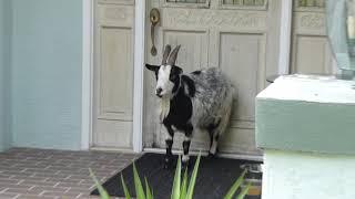 Billy Goat parked his cute little butt in front of our house...