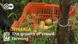 From swipe to harvest: Crowd-farming grows in Nigeria