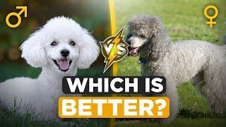 Male vs. female poodles - Which one makes the better pet?