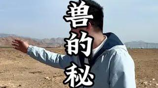 它的秘密，你了解了吗？旅行推荐官 骆驼 宁夏 旅游 沙漠之旅