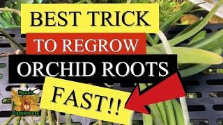 HOW TO REGROW ORCHID ROOTS FAST  / VANDA ORCHID WITH NO ROOTS VANDA CARE SERIES PART 5