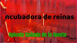 Cómo hacer una incubadora de un congelador vertical con capacidad para 700 realeras