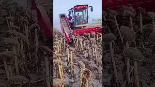 How China Uses Machines to Extract Sunflower Seeds | Farming Automation You Didn’t Know #shorts