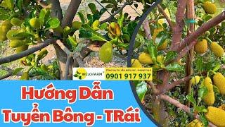 Hướng Dẫn Tuyển Bông Cho Mít Ruột Đỏ