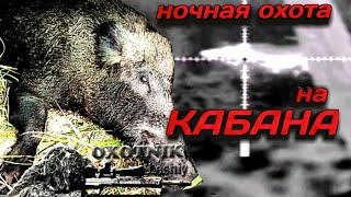 Охота на Кабана. Подкрались 4 кабана!