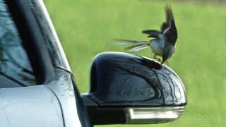 Gebirgsstelze attackiert Autos * Mountain Wagtail attacks cars