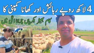 sheep and Goats Farming Job in Italy | sheep Goats farm work in Italy | job in Italy | Gullu Vlogs