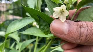 Manually pollinate chilly plants for tons of chilies