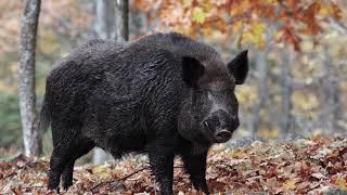 Wild Boar Sounds