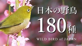 (SUB) Introduction of Japanese Wild birds - 180 species