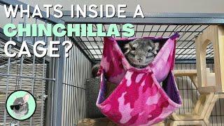 What Do Chinchilla Cages Need? | The Official Chinchilla Care Series