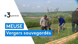 Un association préserve et sauvegarde les vergers en Meuse