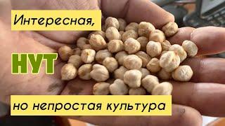 Нут - интересная культура, но непростая