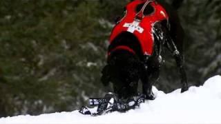 Aspen Avalanche Rescue Dogs - Charlie Kinross London HD Cameraman & Director