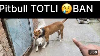 Pitbull dog breed ko Ban mat karo  23 नस्ल के कुत्तों पर बैन लगा दी है