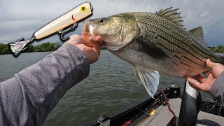 Big Top Water Wipers | Hybrid Striped Bass